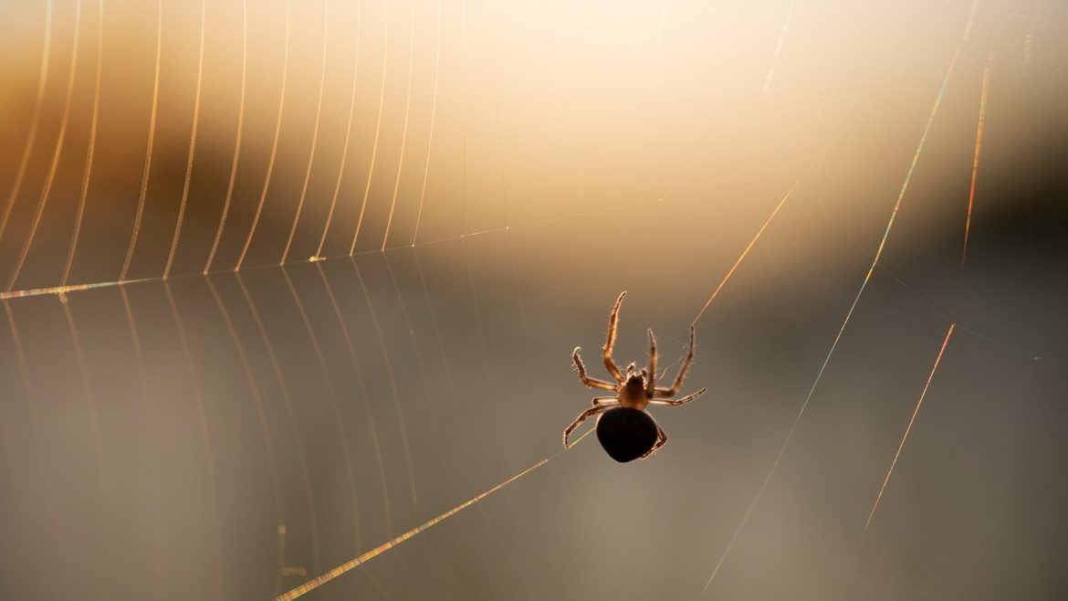 Connaissez-vous les traitements anti-insectes fiables à Toulouse ?