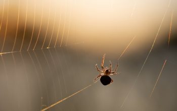 Connaissez-vous les traitements anti-insectes fiables à Toulouse ?