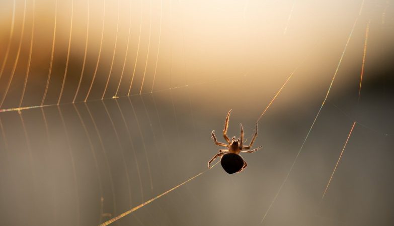 Connaissez-vous les traitements anti-insectes fiables à Toulouse ?